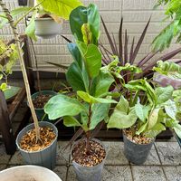 カシワバゴム,フィカス･リラータ,観葉植物,植え替え,ジャングル化計画の画像