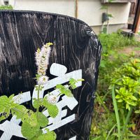アップルミント,庭の画像