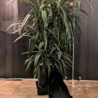 ドラセナ,観葉植物,熱帯植物,植物のある暮らし,botanical lifeの画像