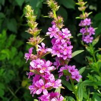 カランコエ,スカビオサ,ミソハギ,ギボウシ（ホスタ）の花,レウイシアの画像