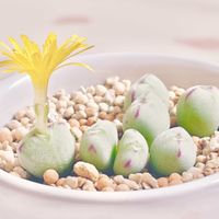 コノフィツム,ルイザエ,多肉植物,観葉植物,お花の画像
