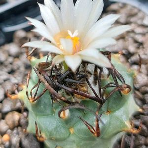 サボテン,ミニマ,多肉植物,開花,成長記録の画像