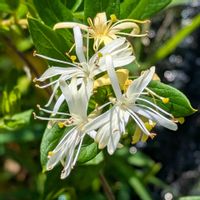 スイカズラ(忍冬),サフィニアモモイロハート,花のある暮らし,あさがお☆,ポインセチア♡の画像