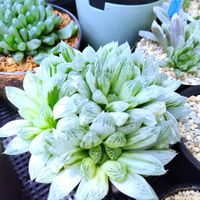 ハオルチア,ハオルチア オブツーサ,オブツーサ錦,多肉植物,ハオルチア属の画像
