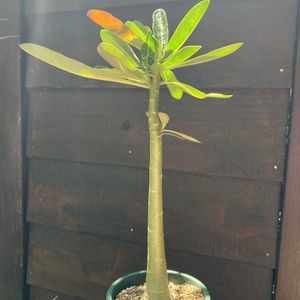 アデニウム,アデニウム  ソマレンセ,多肉植物,塊根植物,コーデックスの画像