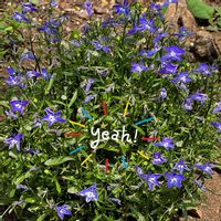 ユウゼンギク,ロベリア(ルリミゾカクシ),癒し,青い花,小さな花壇の画像