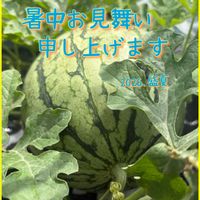 キュウリ 夏すずみ,モロヘイヤ,小玉スイカ 紅こだま,小玉スイカ 紅こだま,癒しの画像