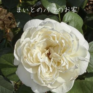 バラ,ロサオリエンティス,バラ大好き,絞り,お家園芸の画像