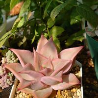 大和錦,マディバ,キャンディオレンジ,多肉植物,葉挿しの画像
