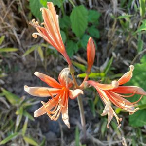 キツネノカミソリ,散歩,雑草,野草,オレンジ色の花の画像