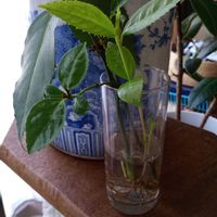 観葉植物,切り花,植え替え,一輪挿し,花瓶の画像