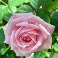 ミニバラ,ミニバラ,癒し,花のある暮らし,iPhone撮影の画像
