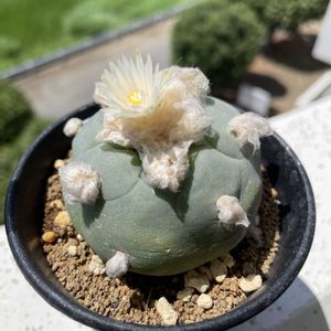 ロフォフォラ,サボテンの花,白いお花,ベランダの画像