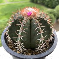 マタンザヌス,サボテンの花,メロカクタス属,ピンク！,ベランダの画像