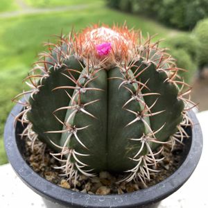マタンザヌス,サボテンの花,メロカクタス属,ピンク！,ベランダの画像