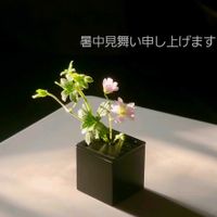 フウロ,一輪挿し,山野草,野草,里山続きの庭の画像