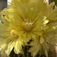金晃丸,ガーデンシクラメンジックス,ハイビスカス　ケイト,サボテンの花,ベランダの画像