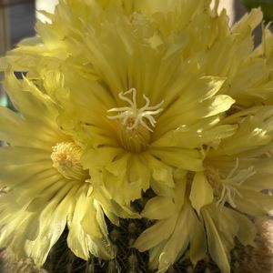 金晃丸,ガーデンシクラメンジックス,ハイビスカス　ケイト,サボテンの花,ベランダの画像