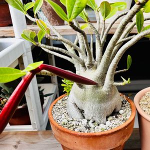 アデニウム アラビカム,種・たね・タネ,実生！,ビッカムくん,塊根植物の画像