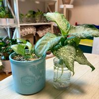 ディフェンバキア,ディフェンバキア ティキ,観葉植物,インテリアグリーン,緑は癒しの画像