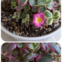多肉植物,観葉植物,美しい,楽しい！,植物のある暮らしの画像