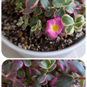 多肉植物,観葉植物,美しい,楽しい！,植物のある暮らしの画像