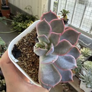 エケベリア　フィオナ？,多肉植物,観葉植物,ダイソー,エケベリア属の画像