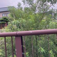 シラカシの画像