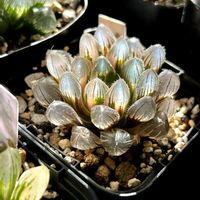 ハオルチア,多肉植物,軟葉系ハオルチア,オブツーサ。,斑入り。の画像