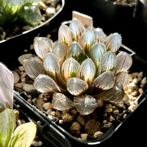 ハオルチア,多肉植物,軟葉系ハオルチア,オブツーサ。,斑入り。の画像