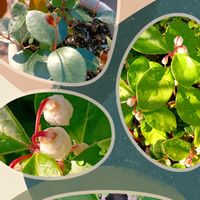 チェッカーベリー,ナツメグゼラニウム,チェッカーベリーの花,チェッカーベリーの実,サルビアミスティックスパイヤーズブルーの画像