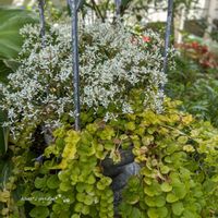 リシマキア,ユーフォルビア ダイヤモンドスノー,お花のある暮らし,PW,お花に癒されての画像