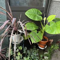 クワズイモ,観葉植物の画像
