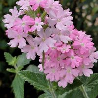 バーベナ,オステオスペルマム,花手毬,オステオスペルマム　ラブポーション,可愛いの画像