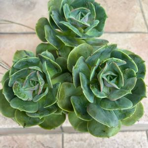 多肉植物,成長,記録,置き場所問題,小さな庭の画像