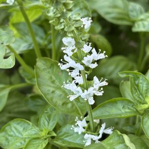 バジル,ナチュラルガーデン,ハーブのある暮らし,お庭の花たち,ハーブガーデンの画像