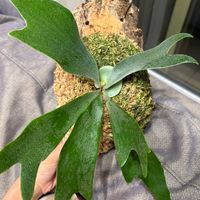 ビカクシダ,ビカクシダ ネザーランドの画像
