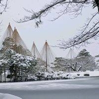 ケヤキ,スイレン,唐崎松,シラサギ✨,兼六園の画像
