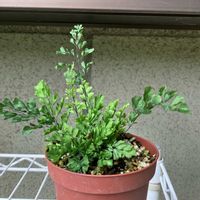 アジアンタム,アジアンタム リサ,アジアンタム リサ,観葉植物,シダ植物の画像