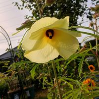 花オクラの画像