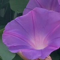 ノアサガオ,大好きな花,シルエット❤︎,風の中,ヒカリの画像