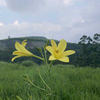 マタタビ,マタタビ,ユウスゲ(夕菅),暑い！,撮りだめの画像