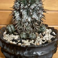 ホリダの画像