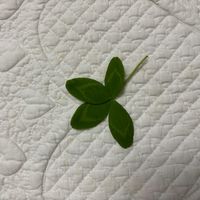四つ葉のクローバーの画像