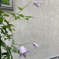 ミニベル,鉢植え,フロントガーデン,玄関アプローチの画像