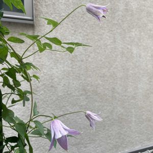 ミニベル,鉢植え,フロントガーデン,玄関アプローチの画像