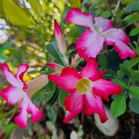 ワタ,スタペリア,アデニウム,アデニウム オベスム,和綿の画像