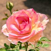 バラ,薔薇,白い薔薇,ばら,完熟柿のかき氷の画像