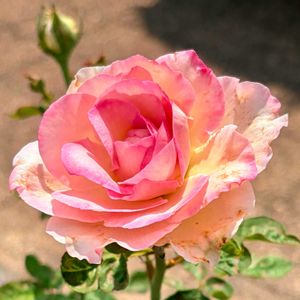 バラ,薔薇,白い薔薇,ばら,完熟柿のかき氷の画像