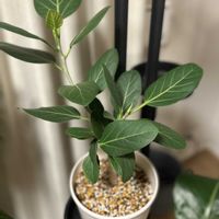 ベンガレンシス,フィカス ベンガレンシス,観葉植物,リビング・ダイニングの画像